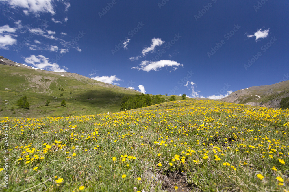 Mountain summer colors - Valfredda (Bardonecchia)