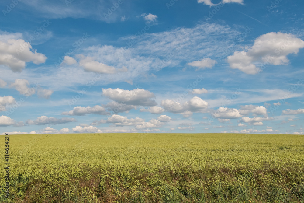 Landschaft im Sommer