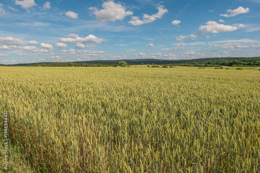 Landschaft im Sommer