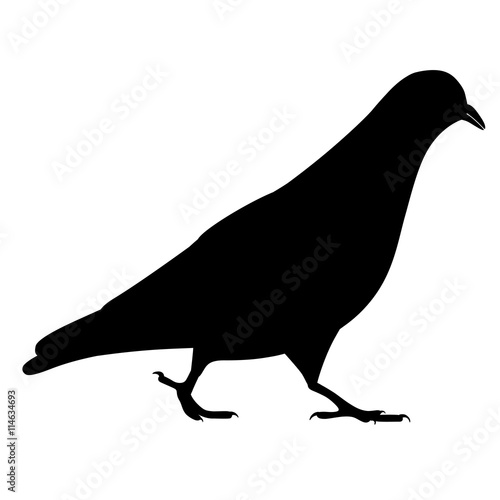 Going black pigeon silhouette