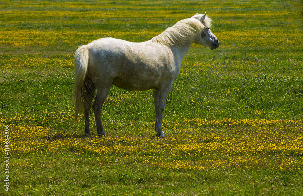 Obraz premium Beautiful white horse