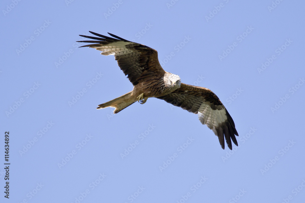 Fototapeta premium Milano real (Milvus milvus) volando en un cielo azul buscano presas