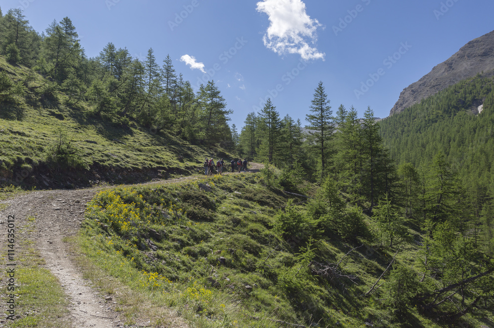 Obraz premium Mountain path