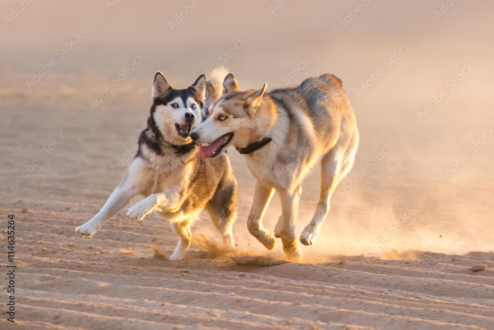 Dogs play in sand dust at sunset light