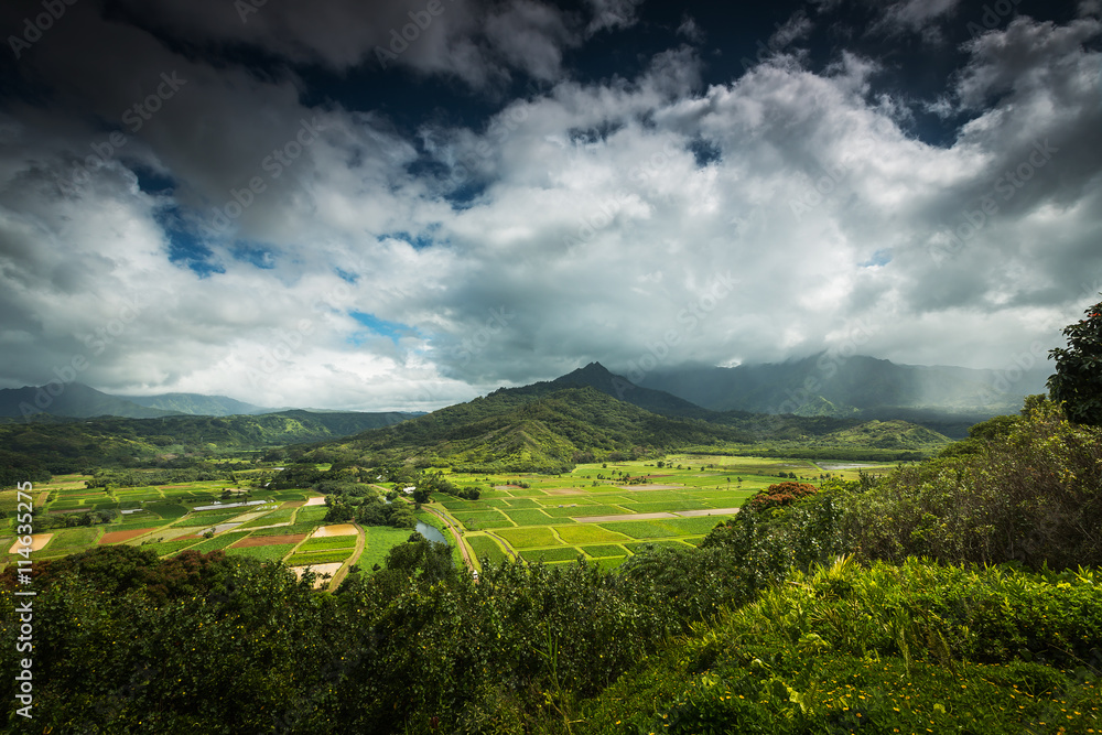 Fototapeta premium Hanalei Valley overlooking the taro fields