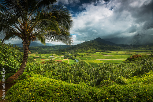 Hanalei Valley overlooking the taro fields of Kauai, Hawaii photo