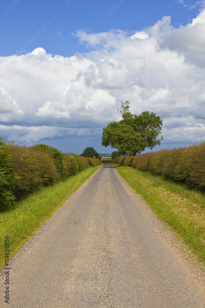 Fototapeta premium country road with ash tree