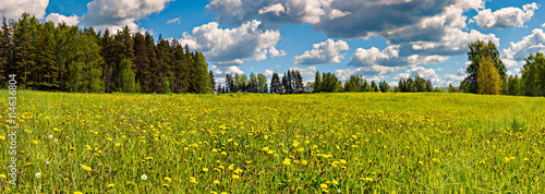 Blossoming field of dandelions, panoramic image