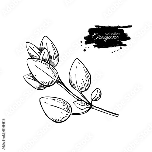 Oregano vector drawing. Isolated Oregano plant with leaves. Herb