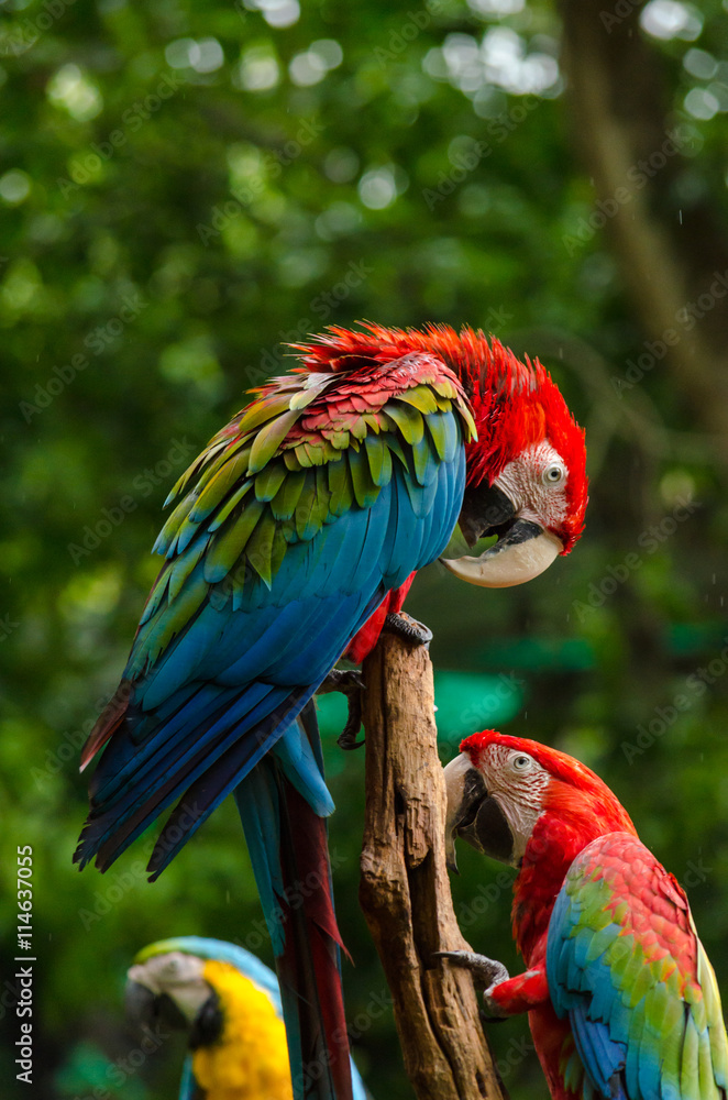 Obraz premium Colorful couple macaws on log,colorful in Nature