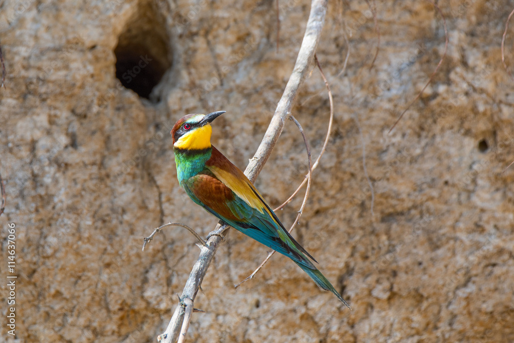 Exotic tropical bird Exotic tropical bird
