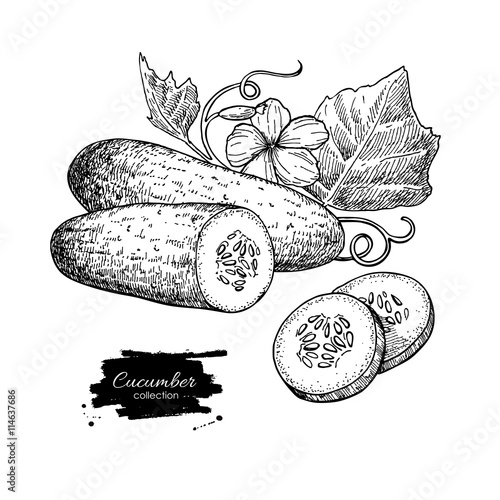 Cucumber hand drawn vector. Isolated cucumber, sliced pieces and