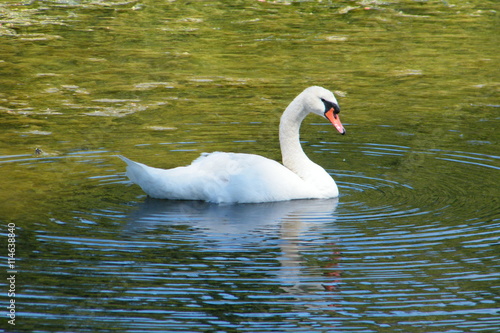 White Swan in Green Water with Blue Ripples