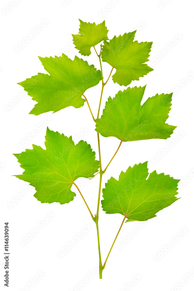 fresh grape leaves fresh grape leaves