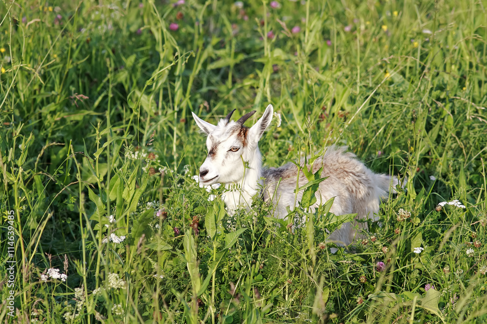 Fototapeta premium a young white goat lying on a green meadow among the beautiful flowers