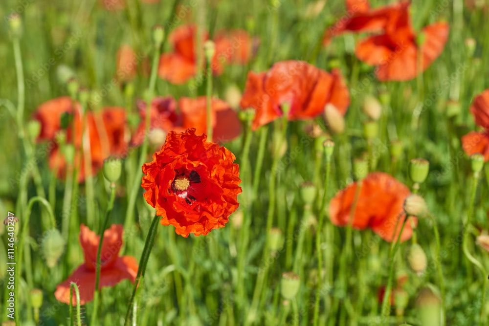 Papaver rhoeas (common names include common poppy, corn poppy, c Papaver rhoeas (common names include common poppy, corn poppy, c