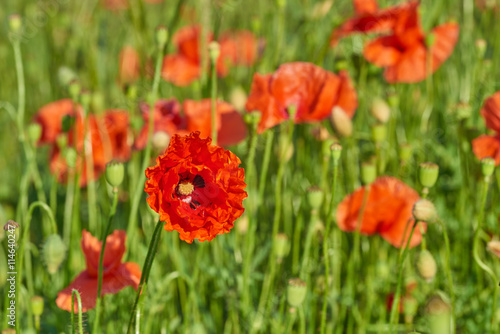 Papaver rhoeas (common names include common poppy, corn poppy, c