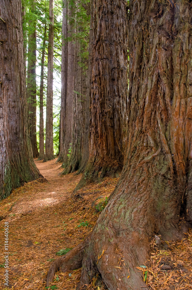 Redwood Grove in Hamurana Springs, Rotorua New Zealand. Redwood Grove in Hamurana Springs, Rotorua New Zealand.