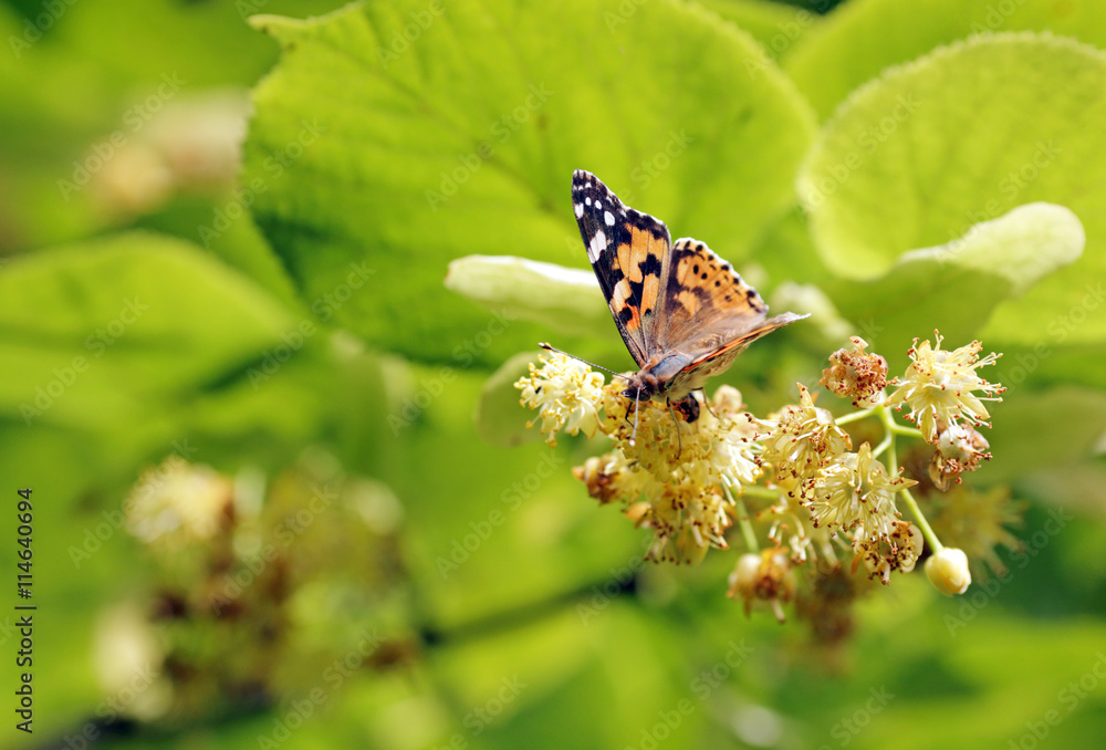 Obraz premium бабочка на дереве