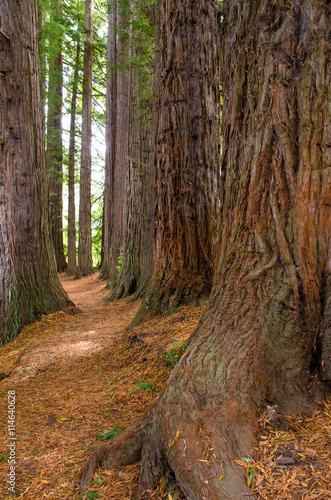 Redwood Grove in Hamurana Springs, Rotorua New Zealand.