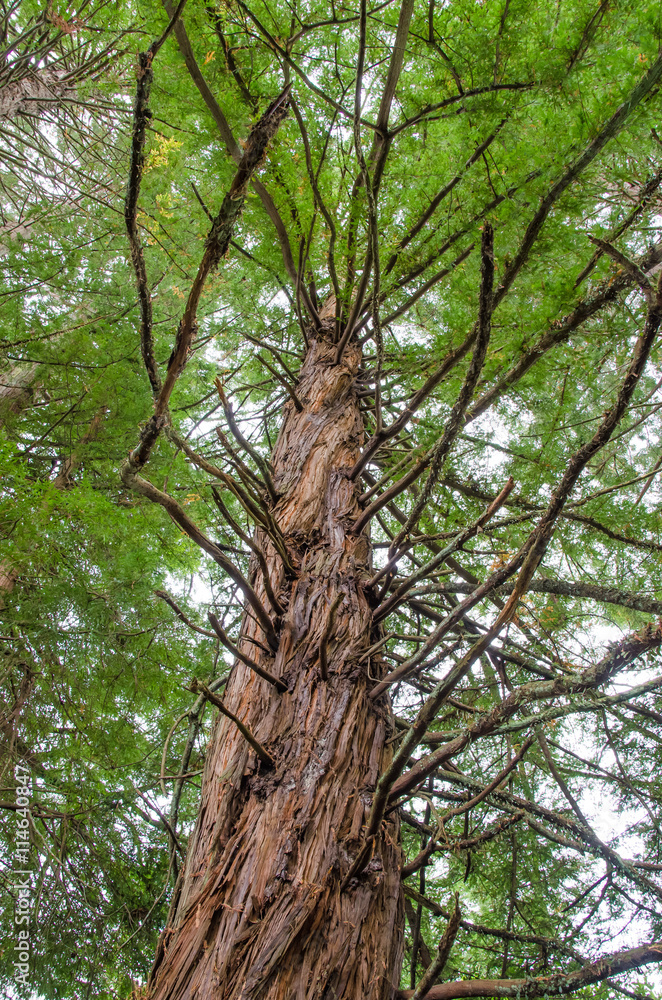 Redwood Grove in Hamurana Springs, Rotorua New Zealand. Redwood Grove in Hamurana Springs, Rotorua New Zealand.