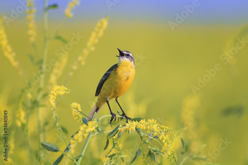 yellow bird Wagtail sings on the flowering yellow meadow in summer