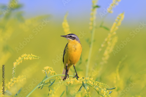 yellow bird Wagtail sitting on yellow sweet clover