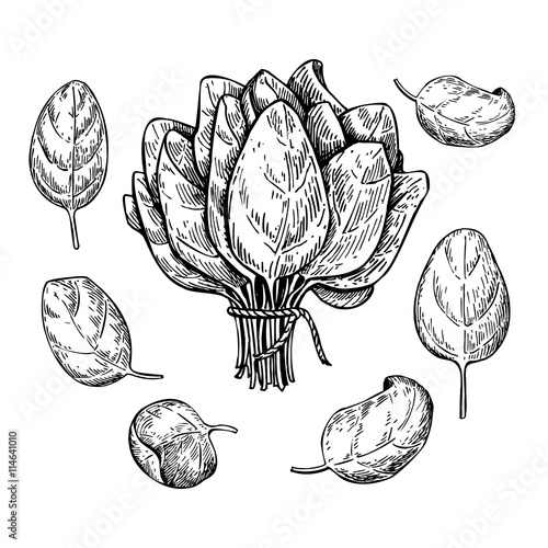 Spinach leaves hand drawn vector set. Isolated Spinach leaves dr