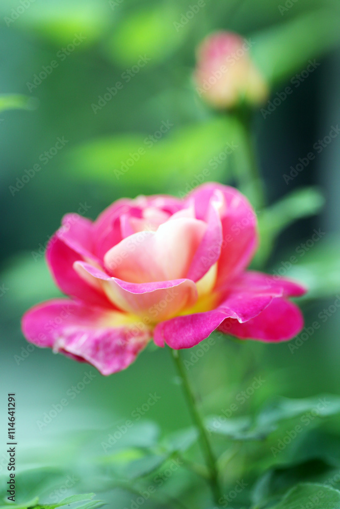 роза в саду