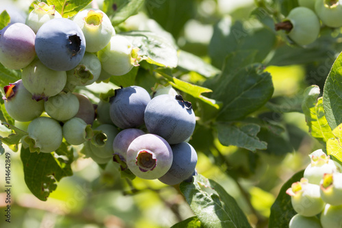 close-up of blueberry varieties Patriot on the plant photo