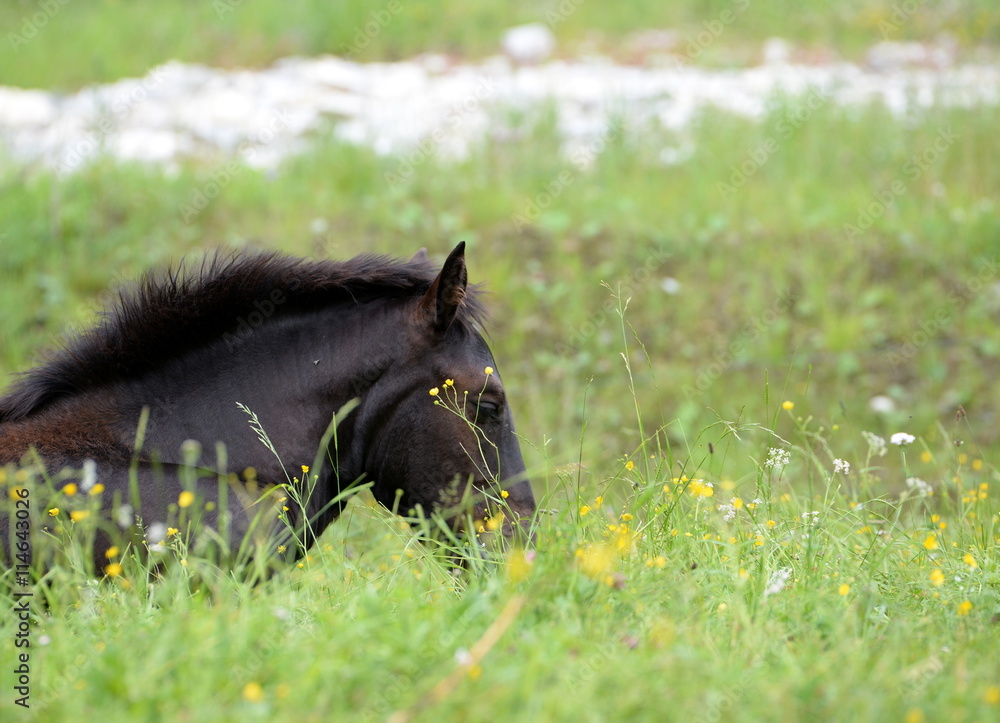 hidden behind gras,cute brown foal lying in the meadow hidden behind gras,cute brown foal lying in the meadow
