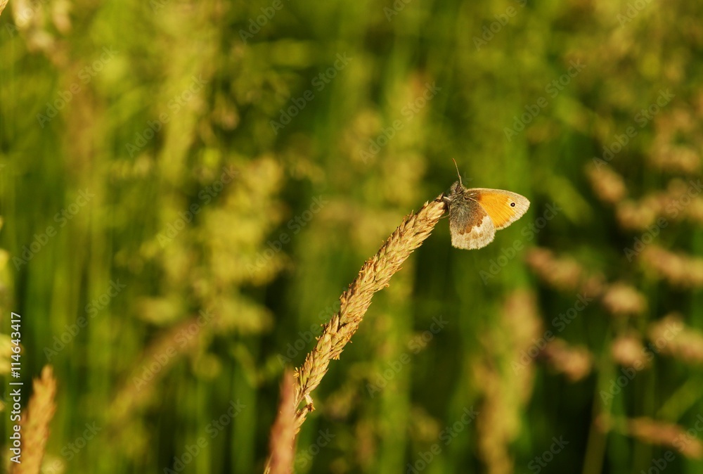 Beautiful butterfly - orange tip in a meadow Beautiful butterfly - orange tip in a meadow