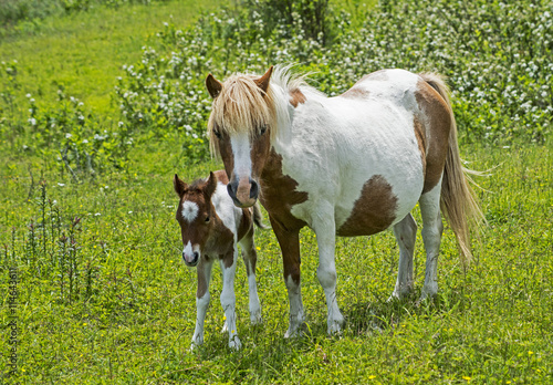 Canvas Print Mother and baby Palomino ponies of Grayson Highlands State Park.