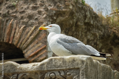 Big seagull sits on a stone