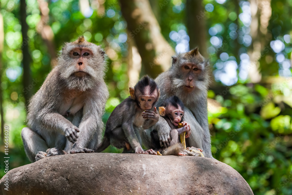 Naklejka premium Monkey in forest park in Ubud - Bali Indonesia