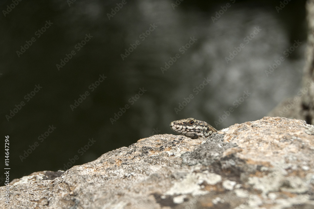 European common wall lizard head closeup on stone rock European common wall lizard head closeup on stone rock