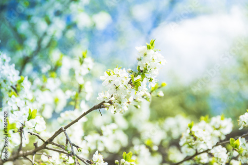 Flowering Plum Tree against blue sky © PASTA DESIGN