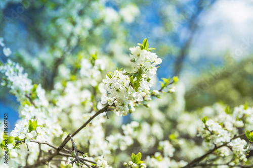 Flowering Plum Tree against blue sky