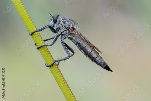 Details einer Raubfliege Jagdfliege im Morgentau photo