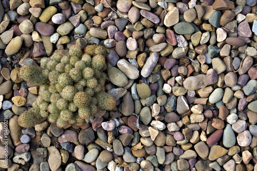 Mammillaria gracilis fragilis cactus/succulent in rock garden.