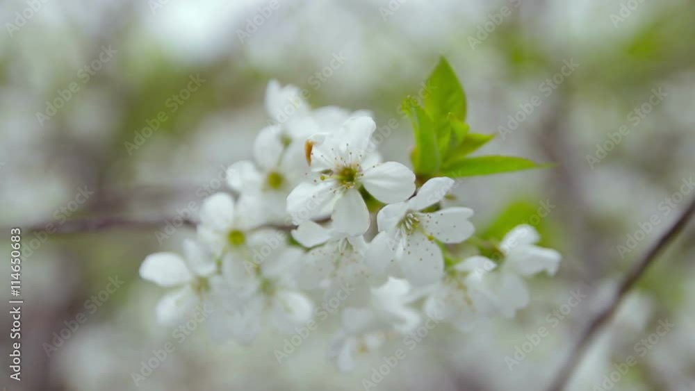Blooming tree at sunset in the garden, bee pollinating tree Blooming tree at sunset in the garden, bee pollinating tree