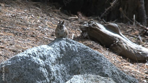 Golden-mantled ground squirrel photo