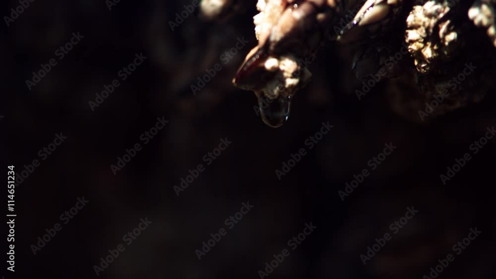 Close-up barnacle with water drop falling in ultra-slow motion Close-up barnacle with water drop falling in ultra-slow motion