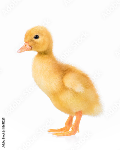 Cute domestic duckling  isolated on white background
