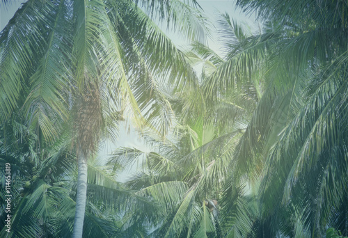 palms background retro vintage modern mix © wetzkaz
