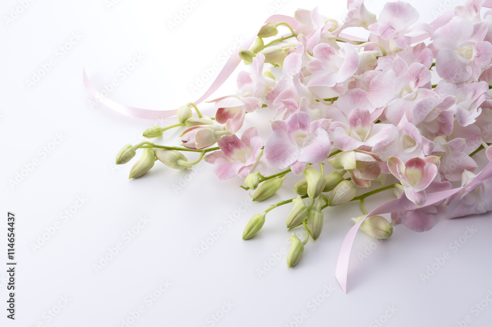 Fototapeta premium ピンク色のデンファレとリボン