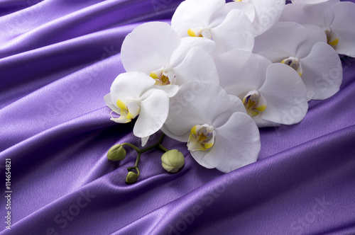 Fototapeta Naklejka Na Ścianę i Meble -  紫色の背景と白い胡蝶蘭