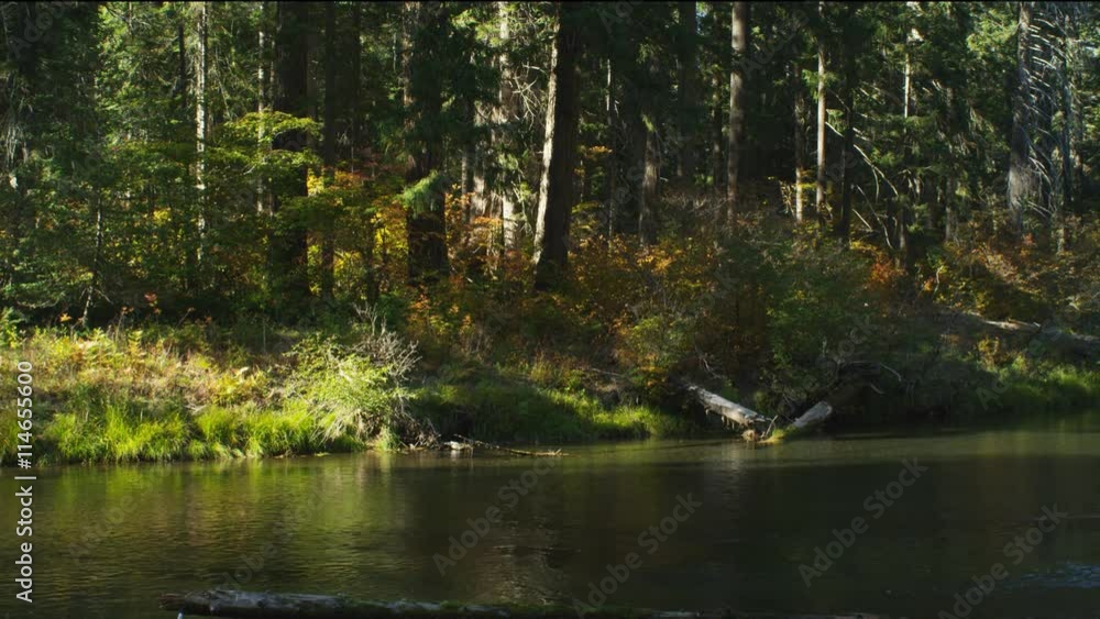 Right pan over the forested shoreline of Union Creek, Oregon Right pan over the forested shoreline of Union Creek, Oregon