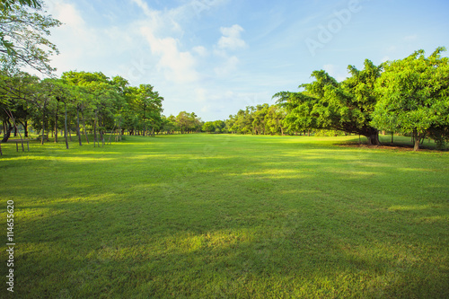 morning light in public park and green grass garden field ,tree