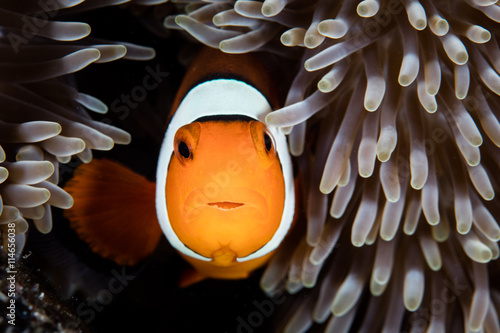 Clownfish Symbiosis With Anemone
